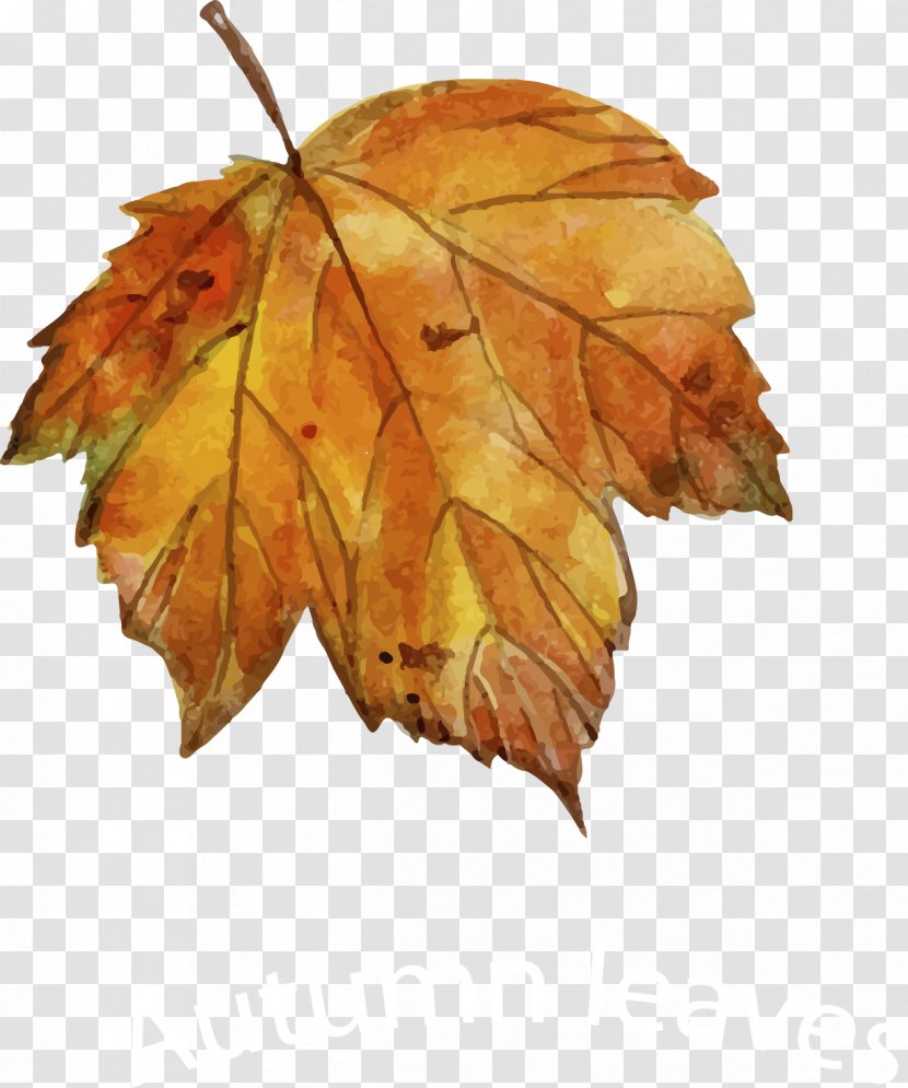 Leaf Autumn Drawing Euclidean Vector Transparent PNG