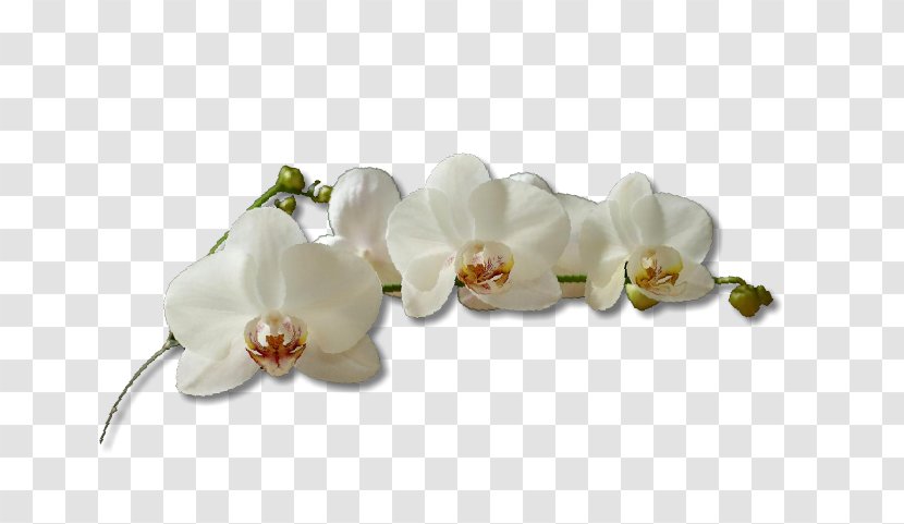 Moth Orchids Cut Flowers Villa Cinelli E Il Ristorantino - Hotel Transparent PNG