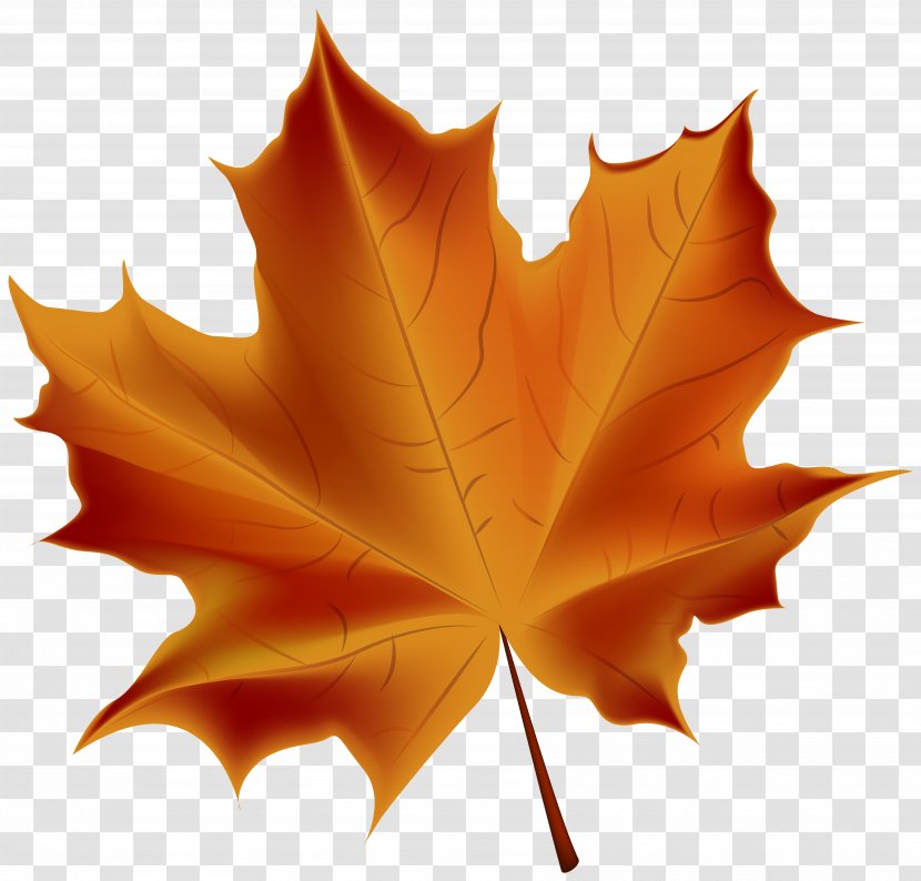 Autumn Leaf Color - Tree - Beautiful Red Transparent Clip Art Image Transparent PNG