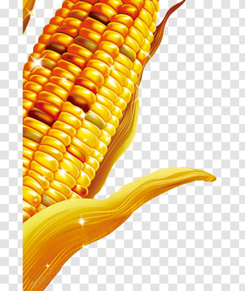 Maize Harvest Wheat Field Corn Oryza Sativa - Kernels Transparent PNG
