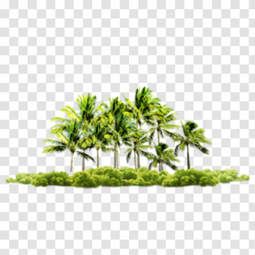 Beach Bu1ec9m Su01a1n Coconut Praia Do Coqueiro - Hemp - Tree Transparent PNG