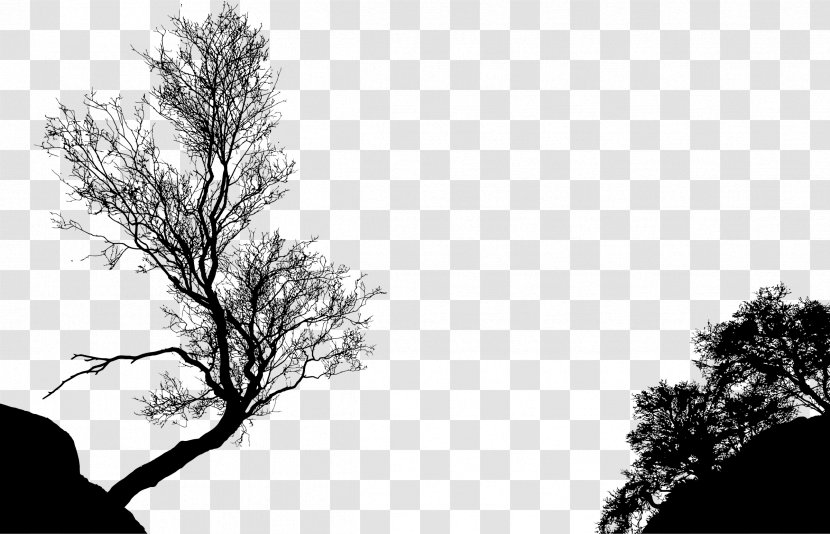 Tree Silhouette Branch Clip Art - Sky - Black And White Transparent PNG