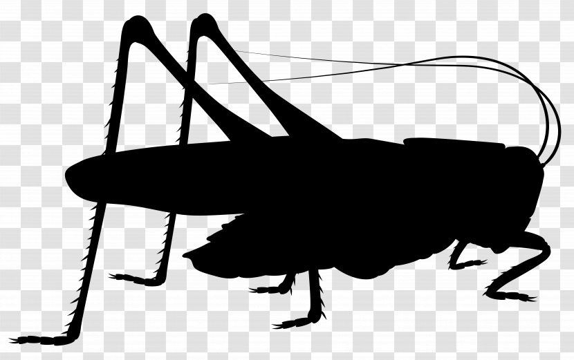 Insect Cricket Pest Clip Art Line - Invertebrate - Photography Transparent PNG