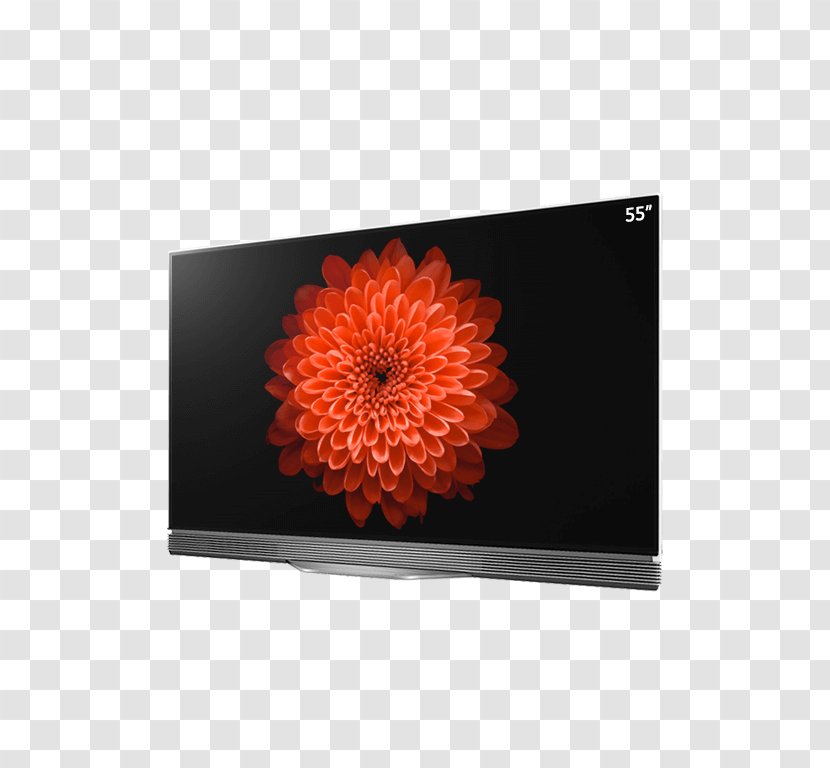 Transvaal Daisy Orange Chrysanthemum Rectangle Painting Transparent PNG