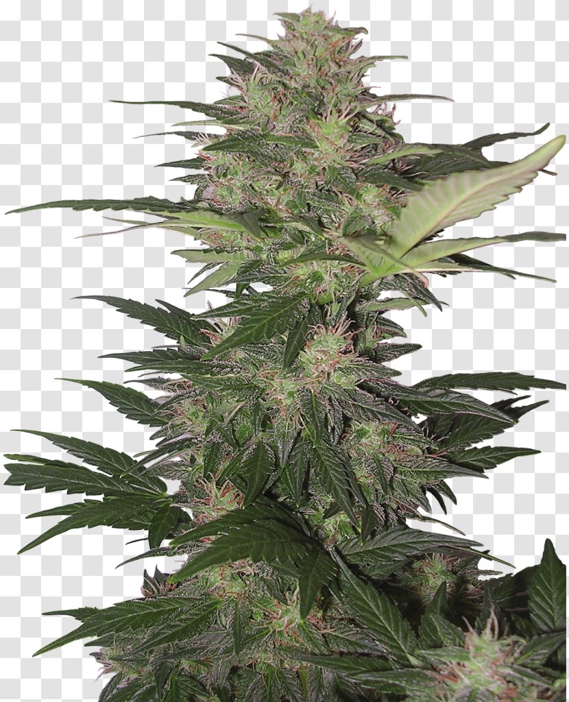 Kush Skunk Cannabis Sativa Autoflowering Transparent PNG