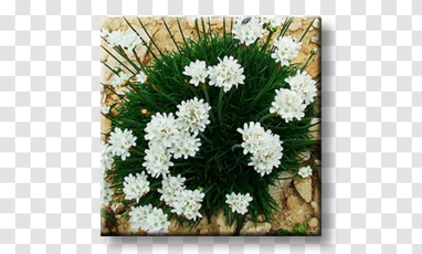 Evergreen Candytuft Armeria Maritima Perennial Plant Rock Garden Ornamental Transparent PNG