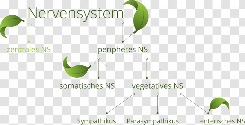Autonomic Nervous System Somatic Central Muscular - Fruit - Bein Transparent PNG