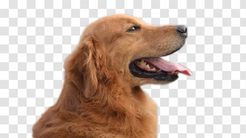 Golden Retriever Background - Dog - Setter Sussex Spaniel Transparent PNG