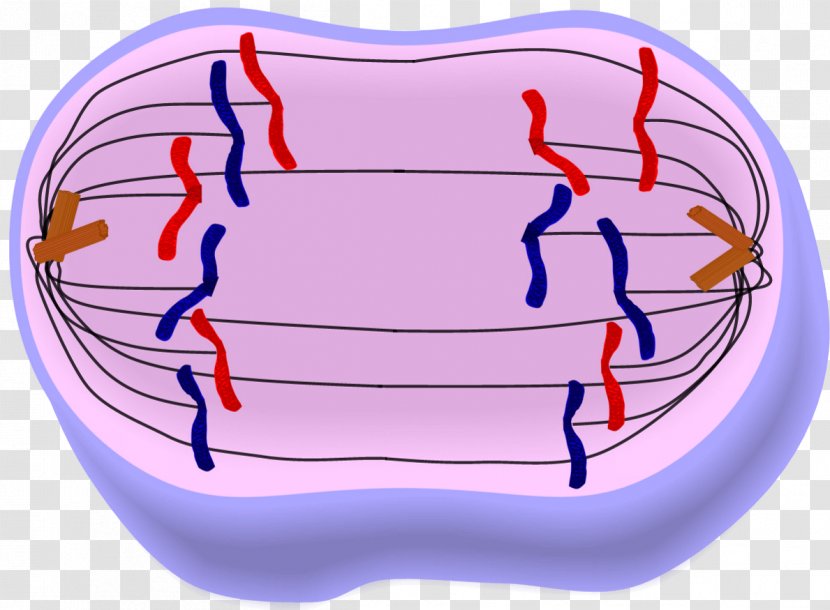Anaphase Mitosis Metaphase Prophase Telophase - Tree - 3d Deck Transparent PNG