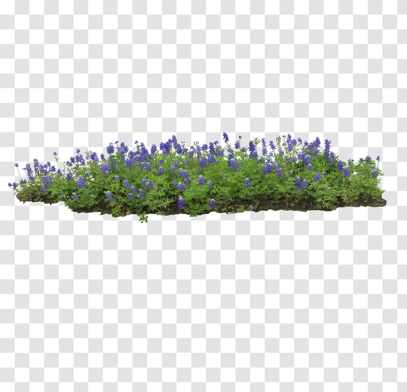 Flower Garden English Lavender Greenhouse - Plant Transparent PNG