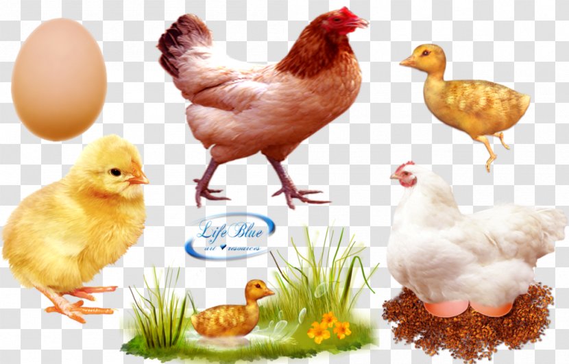 Chicken Meat Broiler Duck Poultry - Egg - Chicks Chickens Transparent PNG