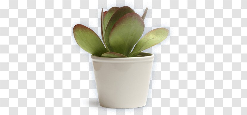 Succulent Plant Kalanchoe Tetraphylla Houseplant Rosette Transparent PNG