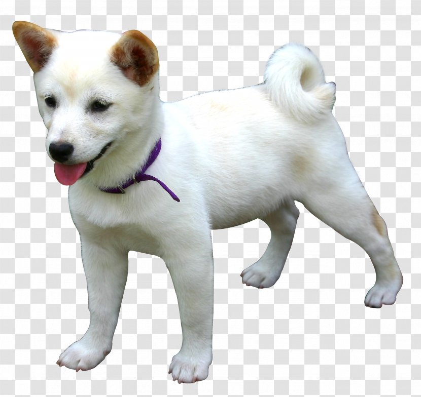 Canaan Dog Kishu Hokkaido Shiba Inu Akita - Snout Transparent PNG