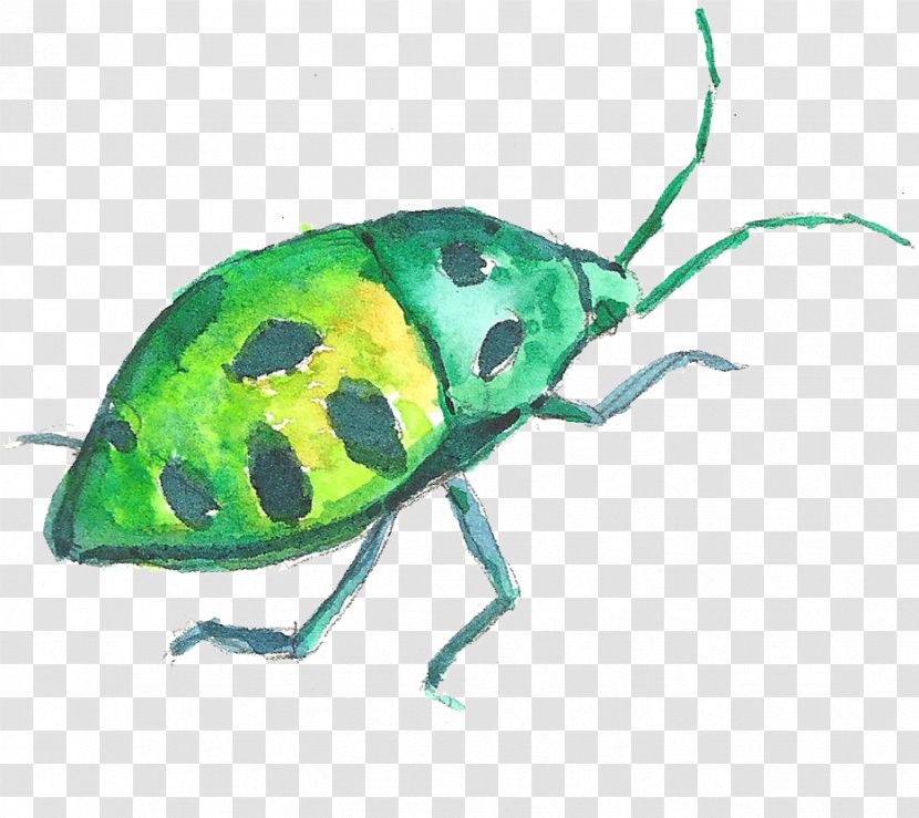 Volkswagen Beetle Watercolor Painting - Fauna - Crawling Green Insect Transparent PNG