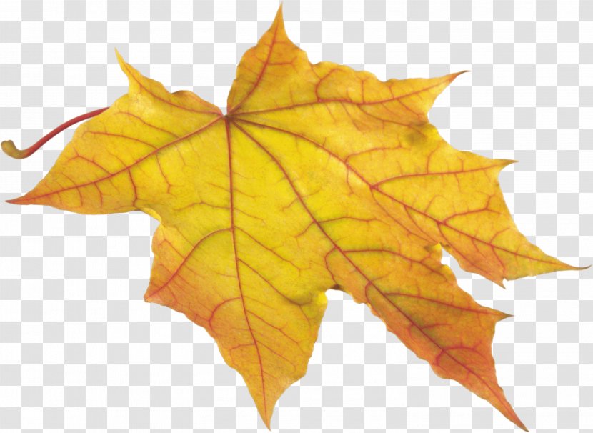 Autumn Leaf Color Clip Art - Orange - Yellow Transparent PNG