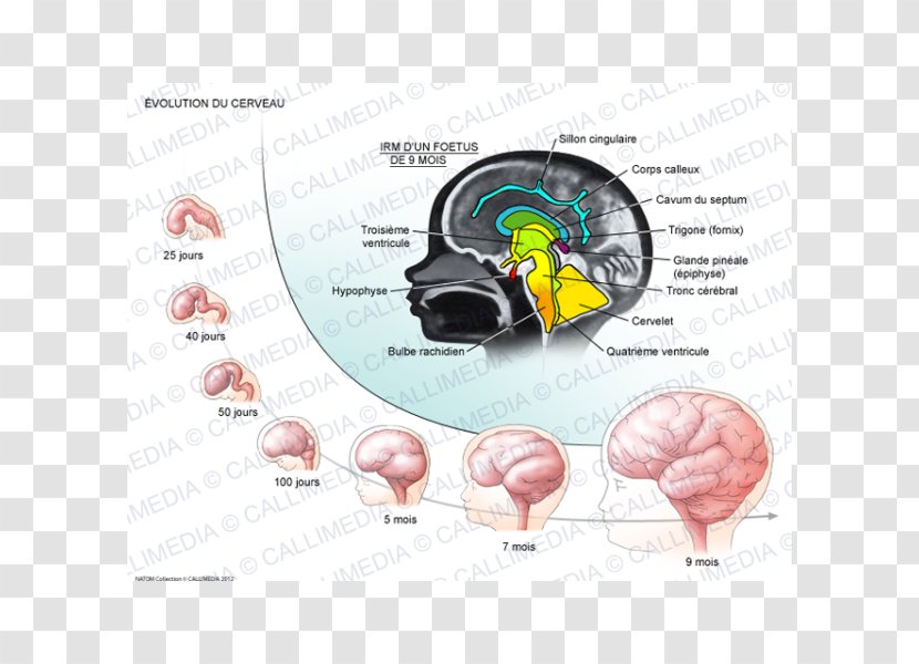 Fornix Human Brain Development Of The Nervous System - Watercolor Transparent PNG