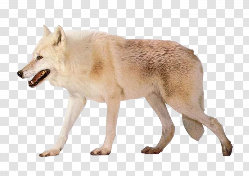 Czechoslovakian Wolfdog Arctic Wolf Alaskan Tundra Image Resolution - White Transparent PNG