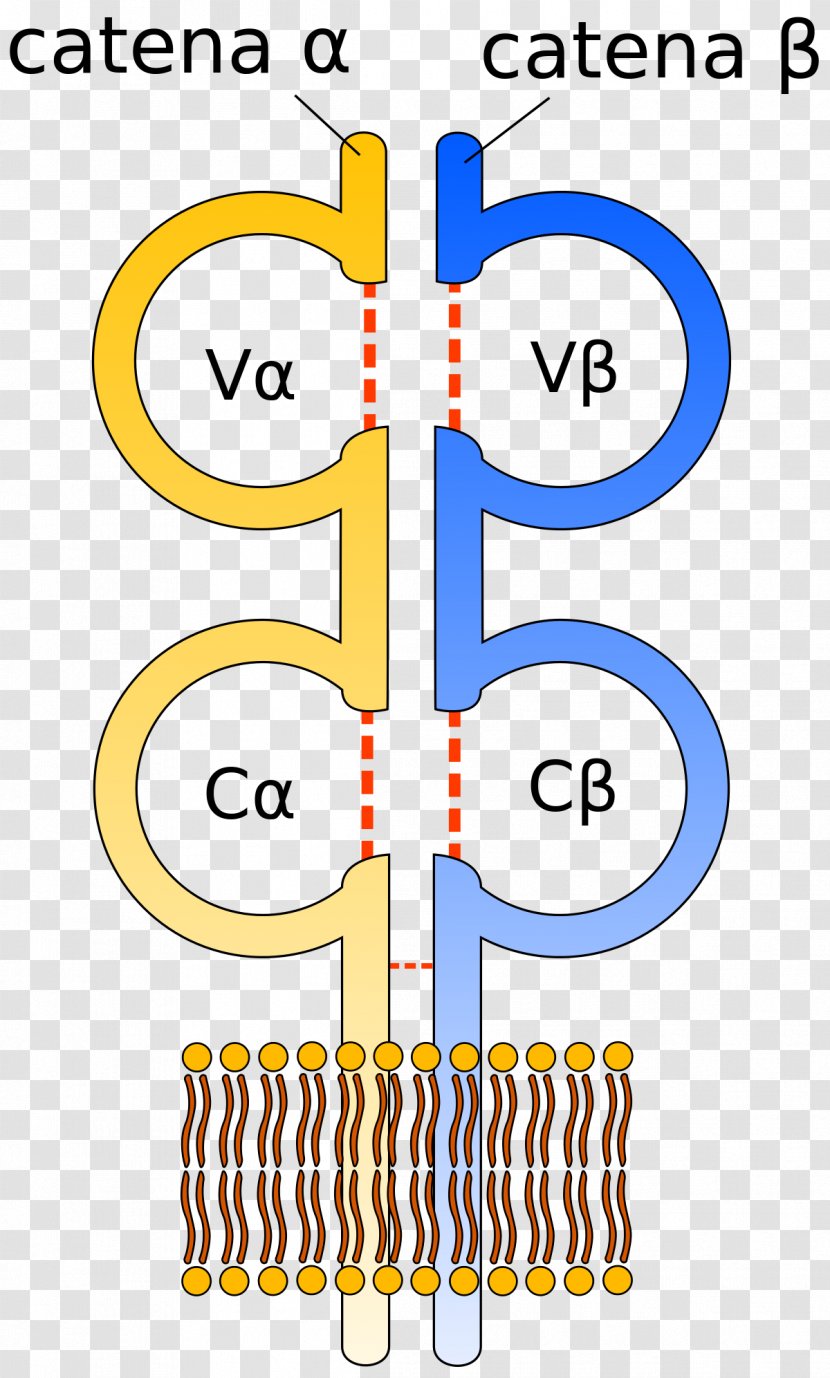 T-cell Receptor T Cell CD3 Lymphocyte - Frame - Tree Transparent PNG