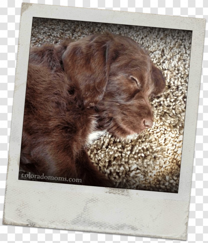 Boykin Spaniel Cockapoo Schnoodle Puppy Dog Breed - Like Mammal - Family Transparent PNG