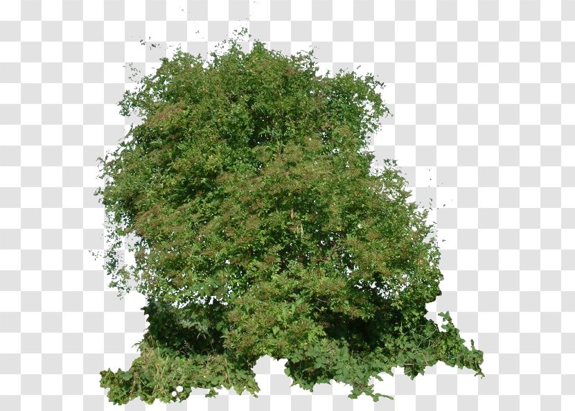 Shrub Texture Mapping Branch 3D-Textur Tree - Rhinoceros 3d Transparent PNG