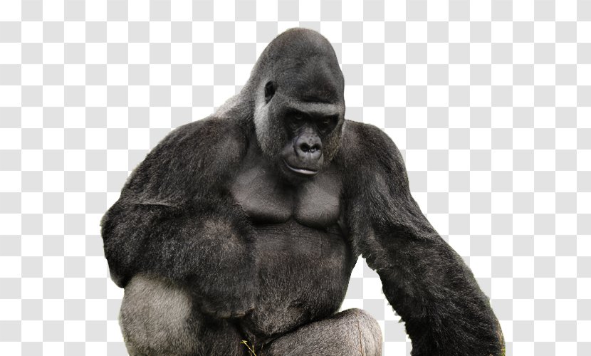 Western Gorilla PhotoScape Animal GIMP - Photoscape - Gorrilla Transparent PNG