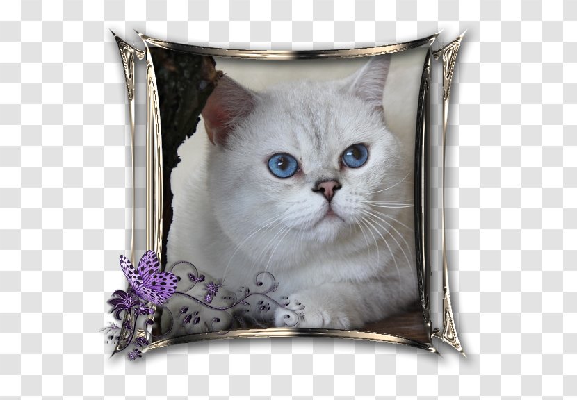 Whiskers Kitten Domestic Short-haired Cat Cushion Transparent PNG