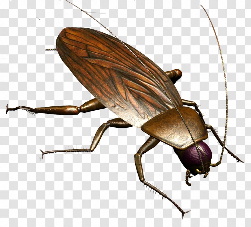 Cockroach Insect Pest Control Mosquito - Organism - Roach Transparent PNG