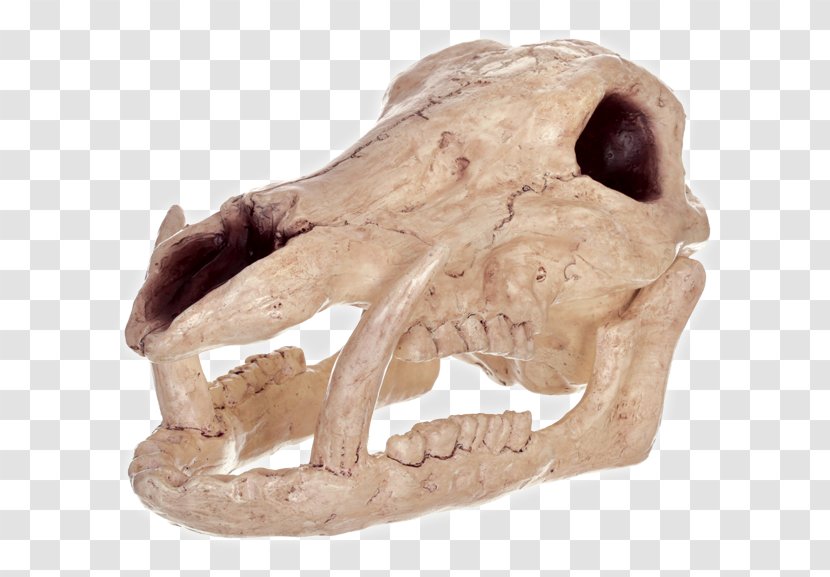 Wild Boar Halloween Skull Costume Skeleton - Pig Transparent PNG