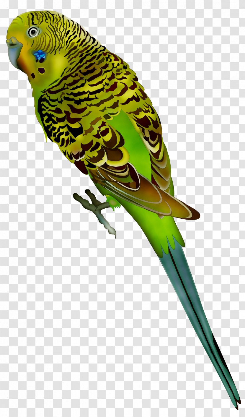 Budgerigar Parrot Bird Parakeet Vector Graphics Transparent PNG