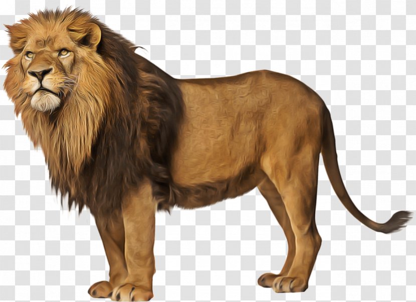Lion Cartoon - Felidae - Fur Roar Transparent PNG