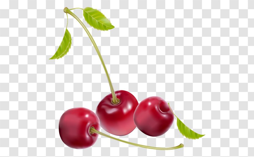 Vector Graphics Euclidean Berries Illustration Photography - Nami Transparent PNG