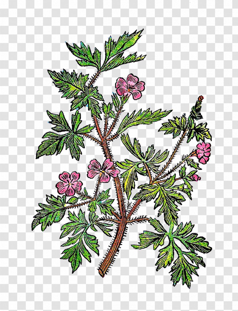 Twig Plant Stem Leaf Tree Botanical Illustration - Fruit - Vintage Background Transparent PNG