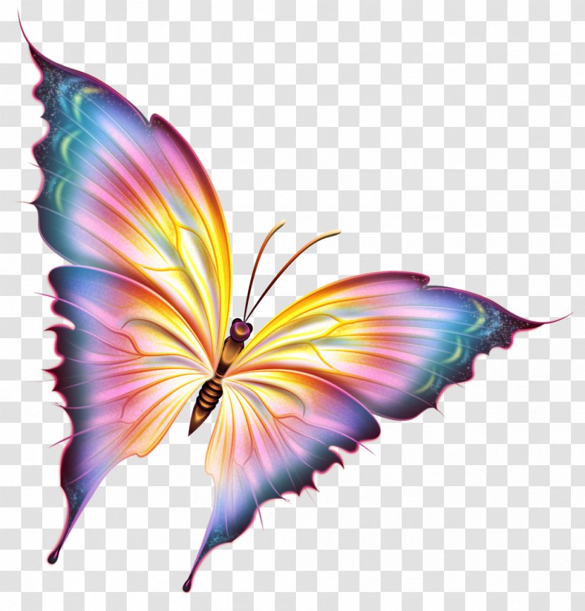 Butterfly - Moths And Butterflies - Wing Transparent PNG