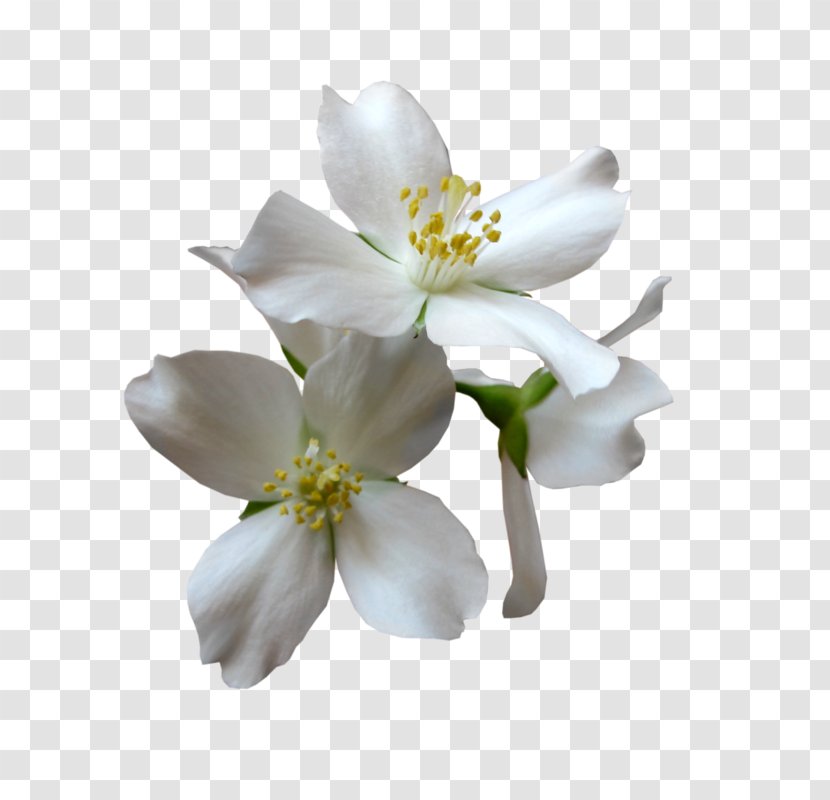 Magnolia Family Petal Cut Flowers - Fleur Blanche Transparent PNG