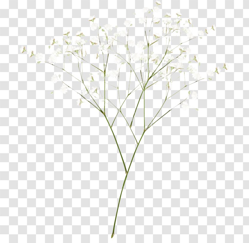 Family Tree Background - Plant Stem - Branch Flowering Transparent PNG