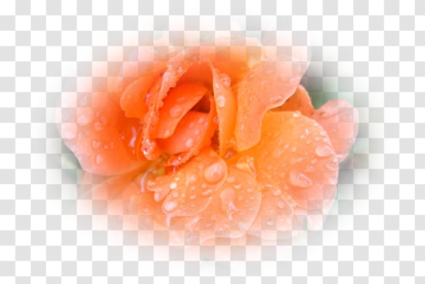 Close-up - Orange - Blumen Transparent PNG