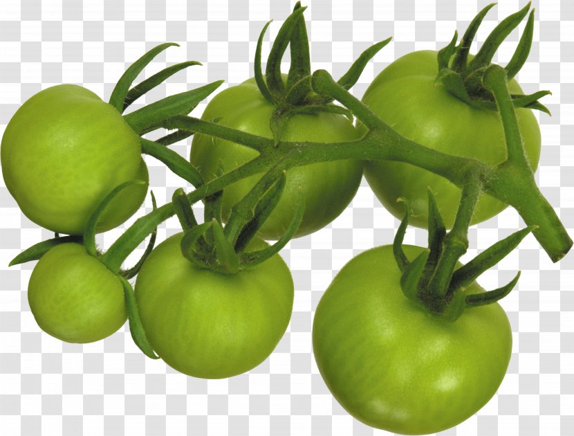Tomato Tomatillo Food Vegetable Potato - Cyan - 空白霜 Transparent PNG