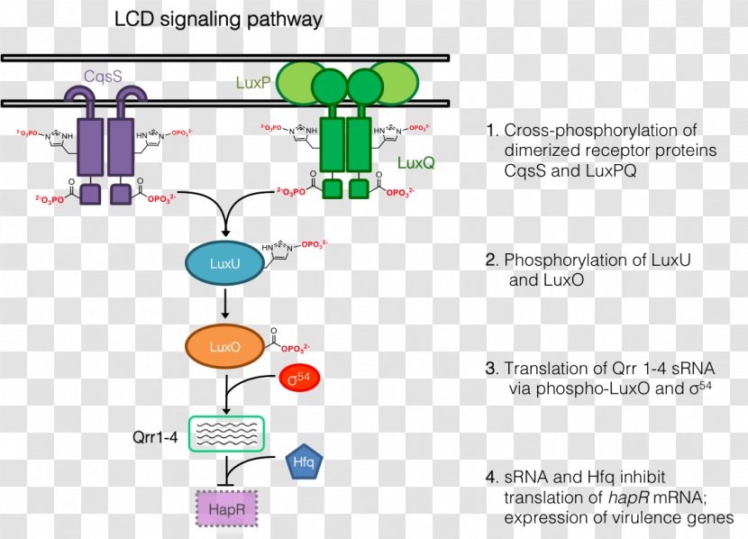 Diagram Line - Organism - Design Transparent PNG