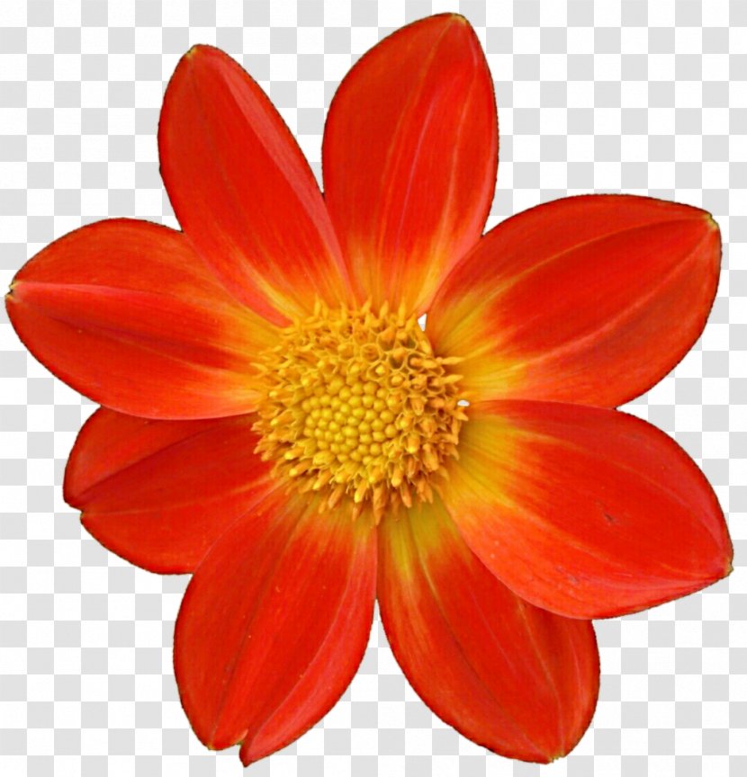 Flower Yellow Red - Dahlia - File Transparent PNG