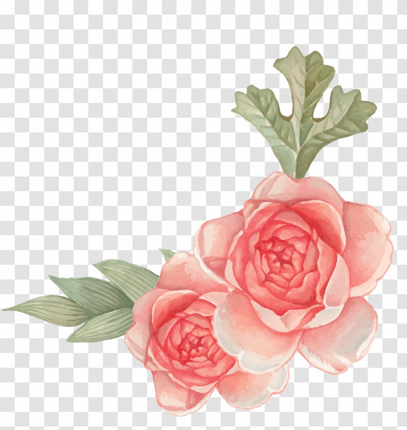 Garden Roses Cut Flowers Floral Design - Rose Family - Convite Transparent PNG