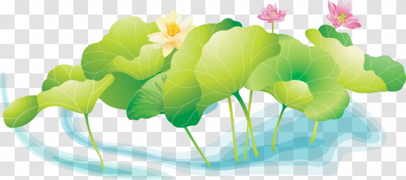 Koi Sacred Lotus 畫荷花 Pond Vector Graphics - Fleure Transparent PNG