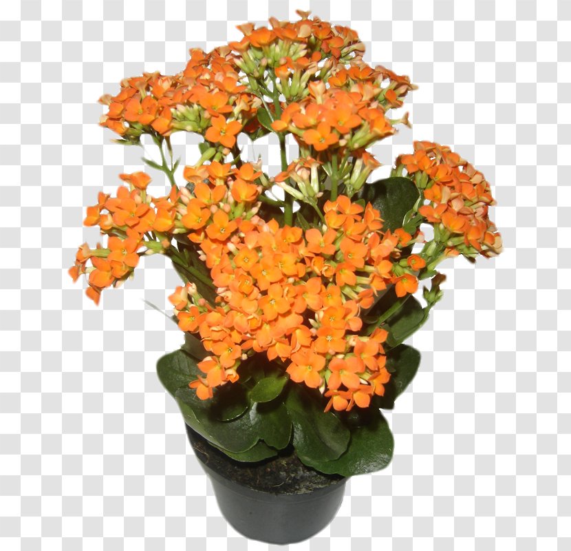 Cut Flowers Houseplant Flowerpot - Monstera Transparent PNG