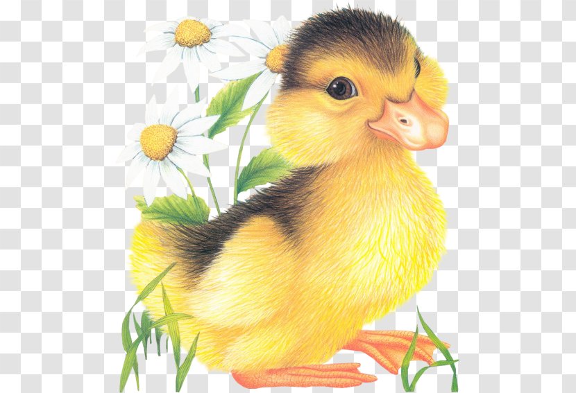 Love Friendship Flower Joy Blog - Fauna - Duck Transparent PNG