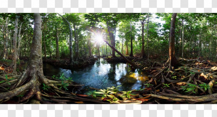 Tha Pom Klong Song Nam Freshwater Swamp Forest Peat Mangrove - Royaltyfree Transparent PNG