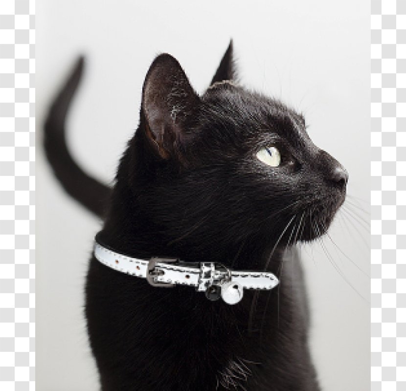 Black Cat Bombay Domestic Short-haired Collar Whiskers - Fur - Aesthetic Transparent PNG