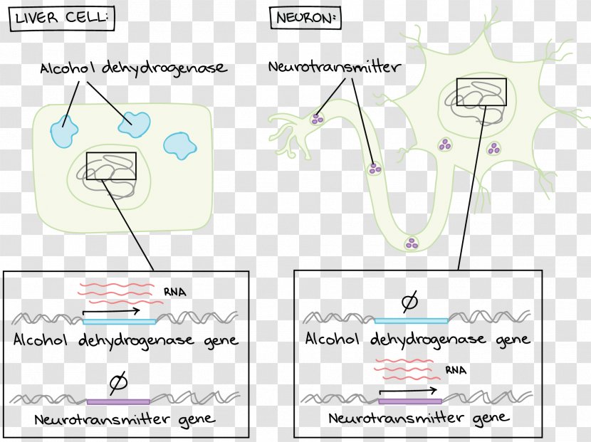 Cell Cycle Worksheet Mitosis Paper - Cartoon - Frame Transparent PNG