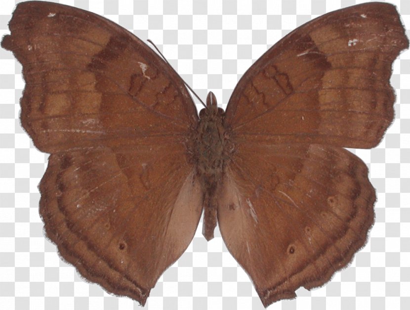 Brush-footed Butterflies Butterfly Silkworm Moth Genus - Invertebrate Transparent PNG