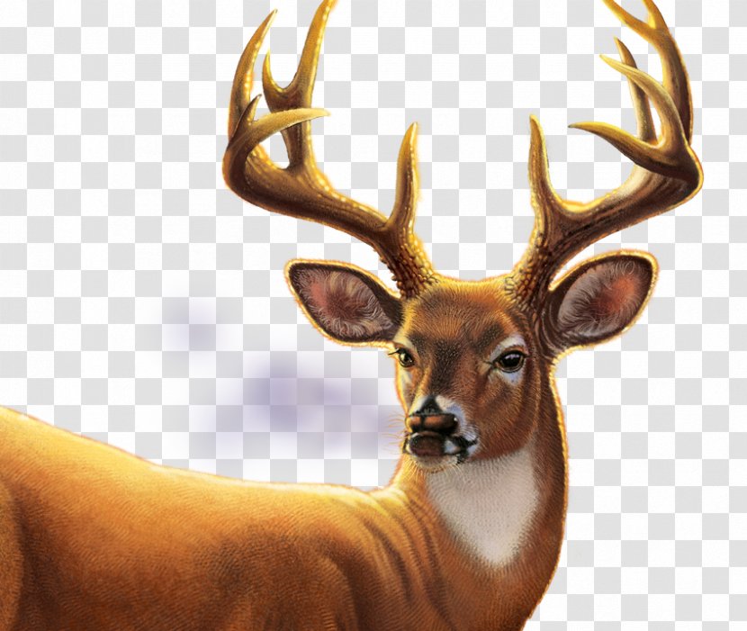 Big Buck Hunter Arcade Video Game Elk Mill Entertainment - Deer Tracks Transparent PNG