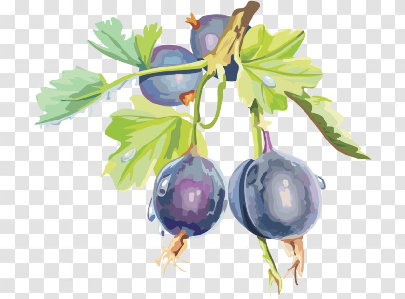 Gooseberry Bilberry Blueberry Blackberry Transparent PNG