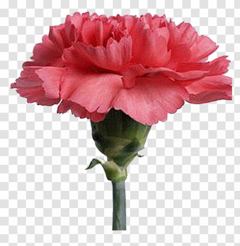 Carnation Cut Flowers Plant Hydroponics - Rose Family - Flower Transparent PNG